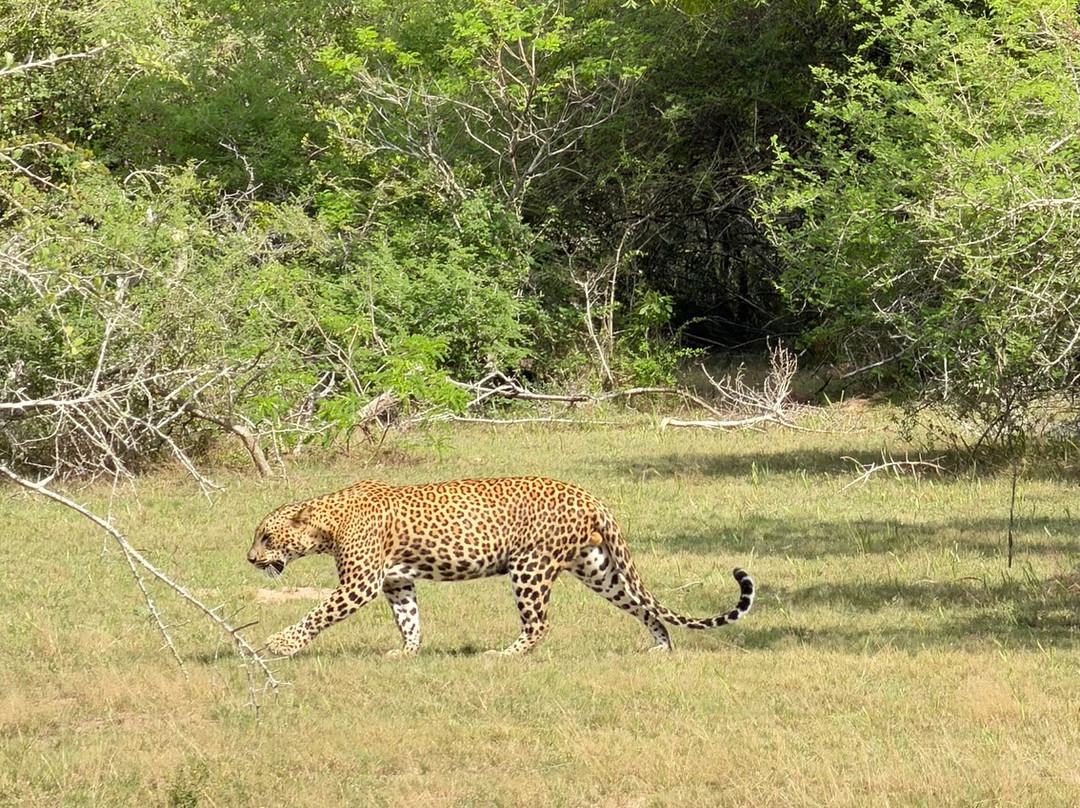 Wilpattu Safari Jeep-Wilpattu National Park必去景点