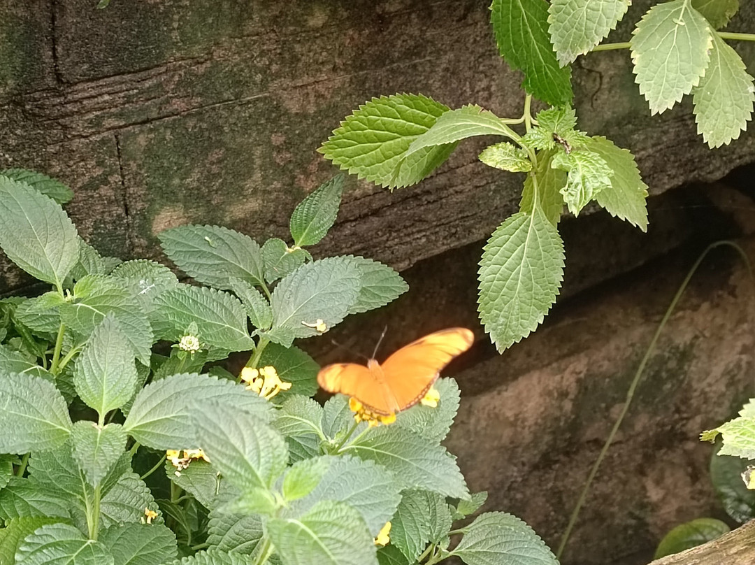Zoo Planckendael-梅赫伦必去景点