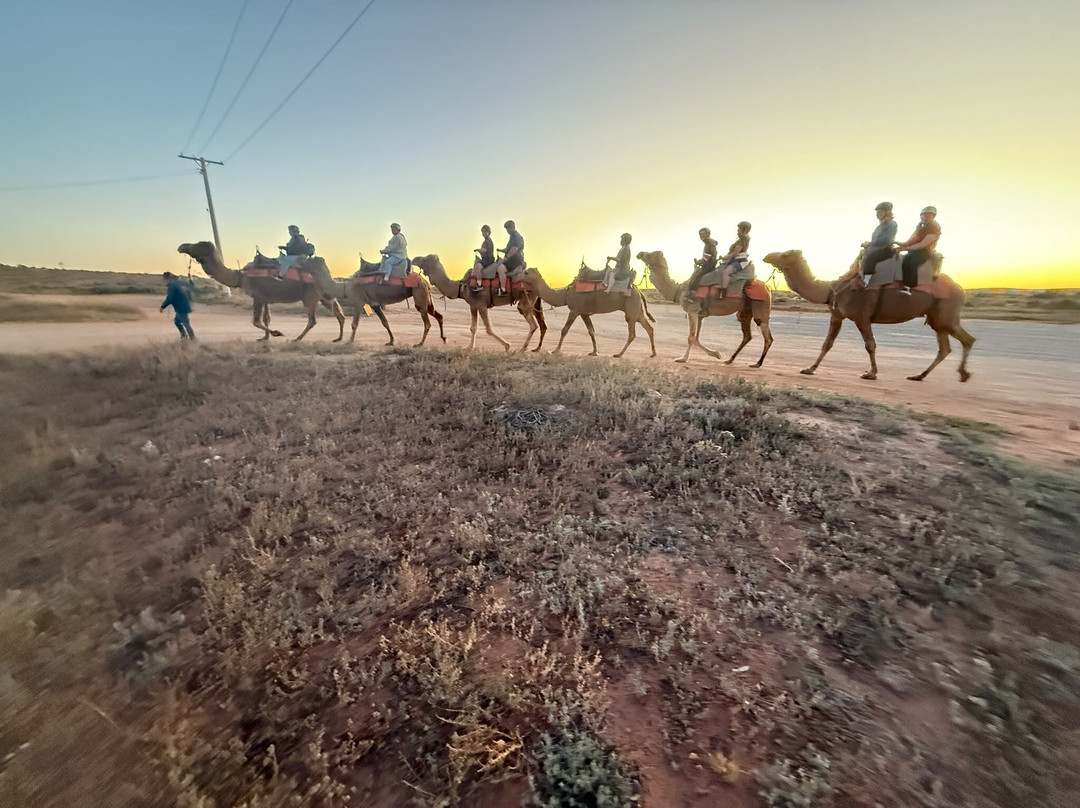 Silverton Outback Camels-Silverton必去景点