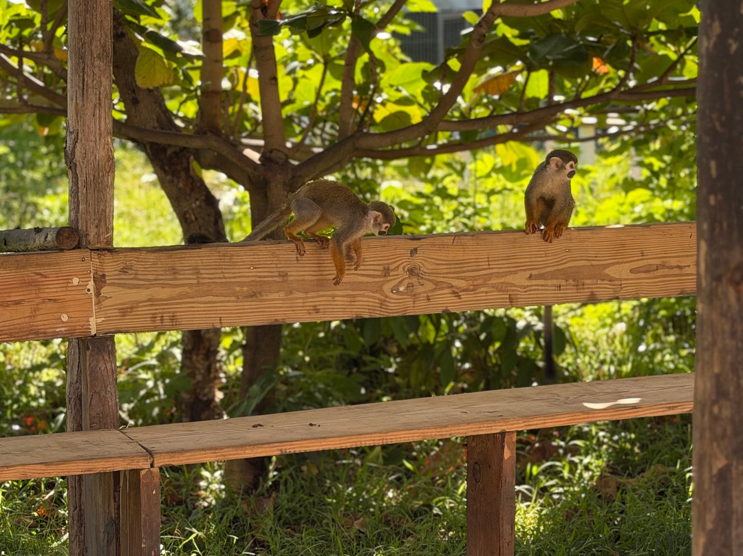 Monkey Home Puerto Plata-普拉塔港必去景点
