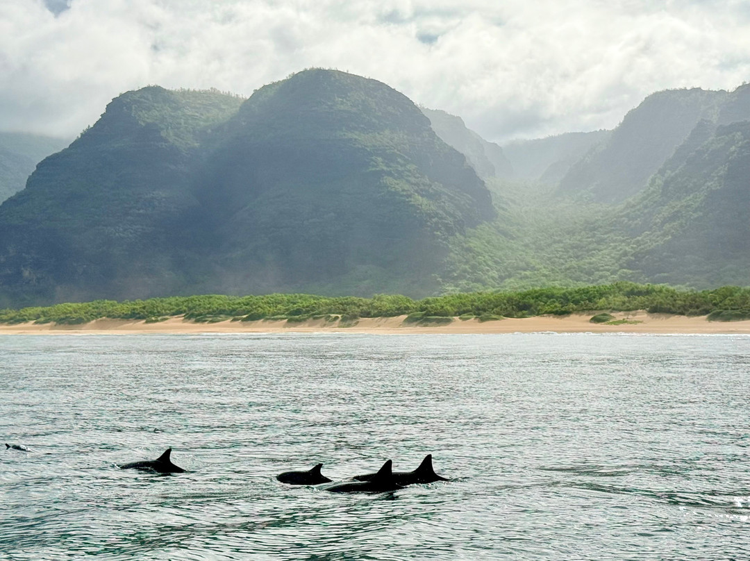 Kauai Sea Tours-埃里埃利必去景点