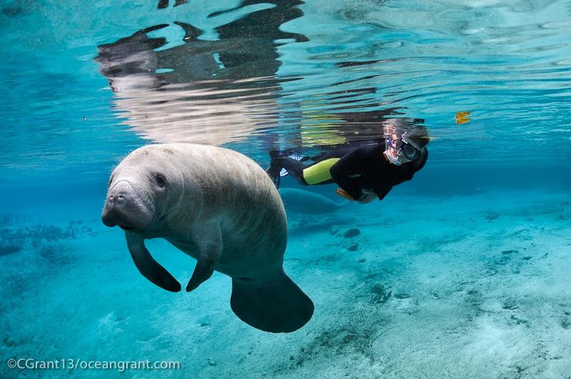 Manatees In Paradise