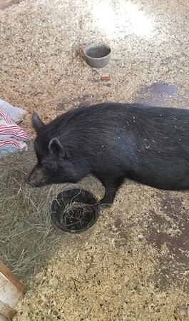 Roaring Acres Alpacas-Suffield必去景点