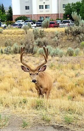 Candlewood Suites Craig-Northwest by IHG主图