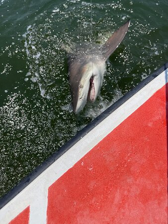 Mad Shark Charters-Darien必去景点