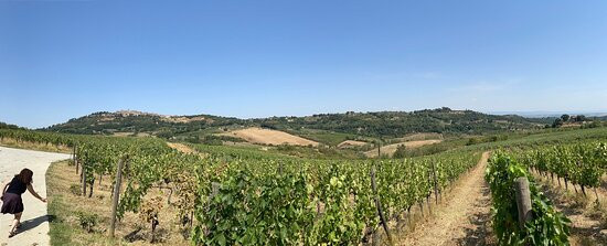 Manvi Winery-蒙特普尔恰诺必去景点