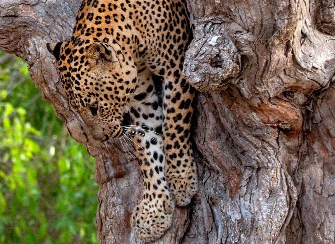 Yala National Park  Safari Tour From Hambantota Port景点图片