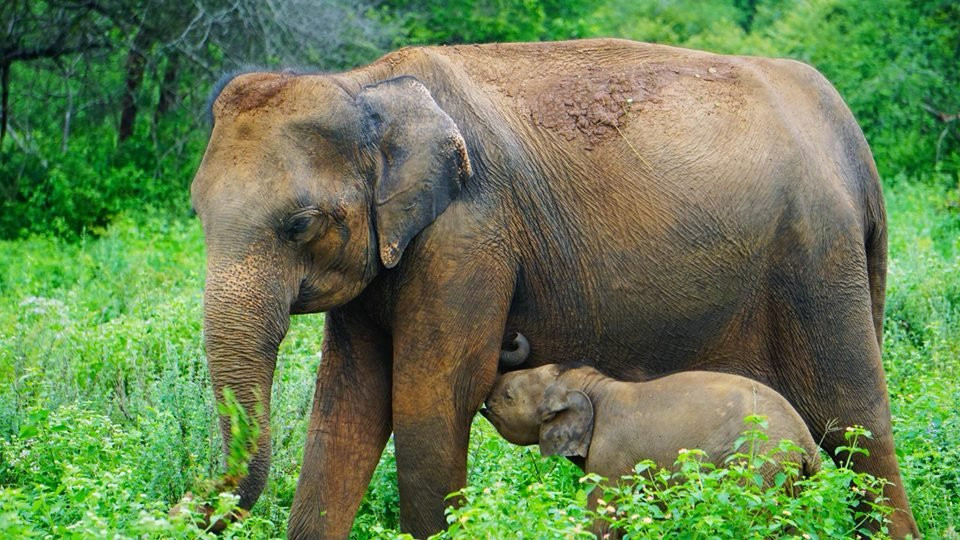 Sudu Yala Tusker Safari-蒂瑟默哈拉默必去景点
