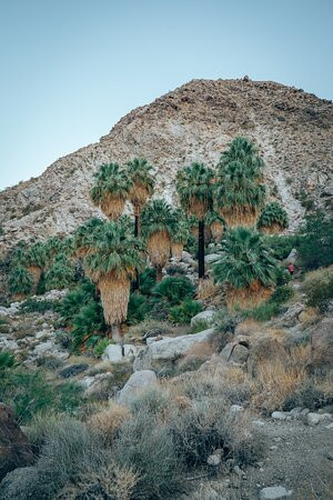 49 Palms Canyon Trail-约书亚树国家公园必去景点