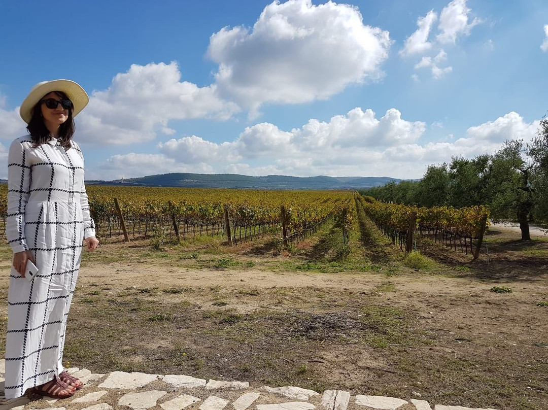 Tenuta Bocca di Lupo景点图片