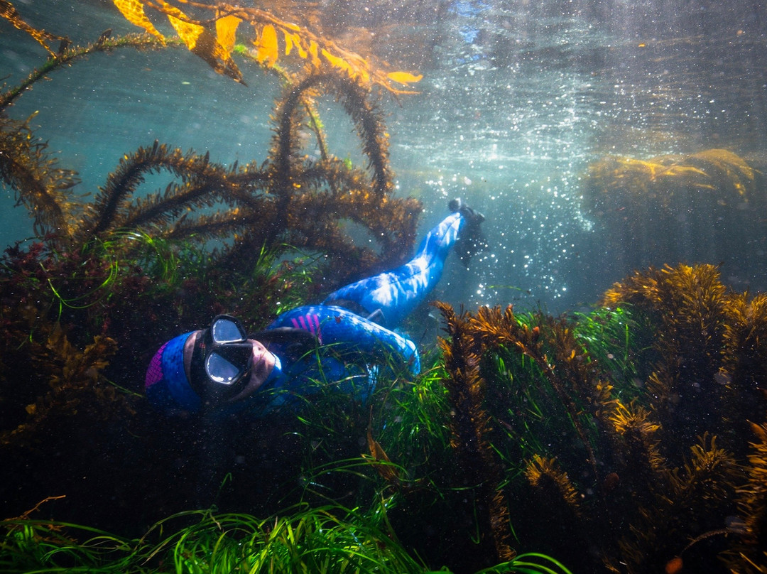 MBAY Freediving-蒙特雷必去景点
