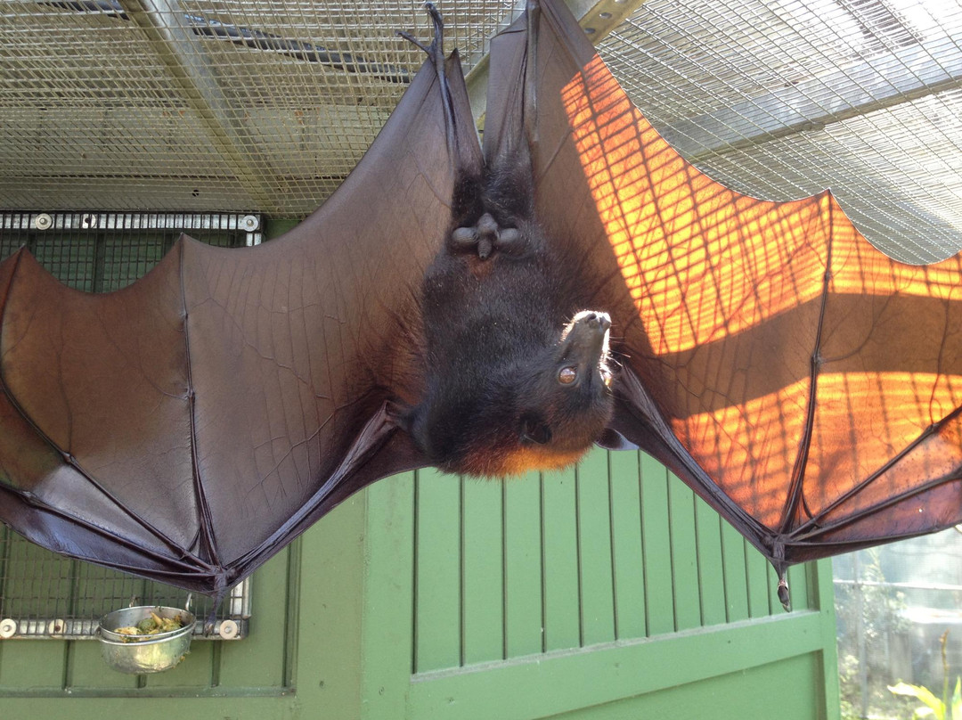 Lubee Bat Conservancy景点图片