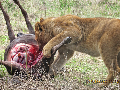 In-Africa Link-阿鲁沙必去景点