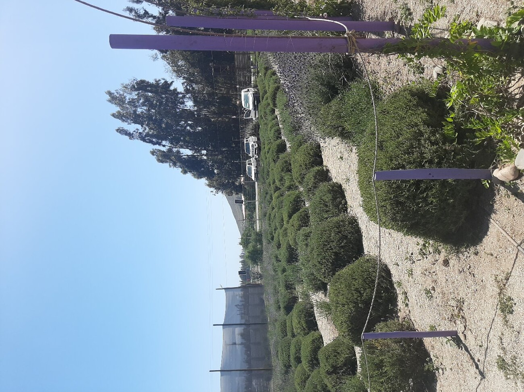Lavanda del Valle