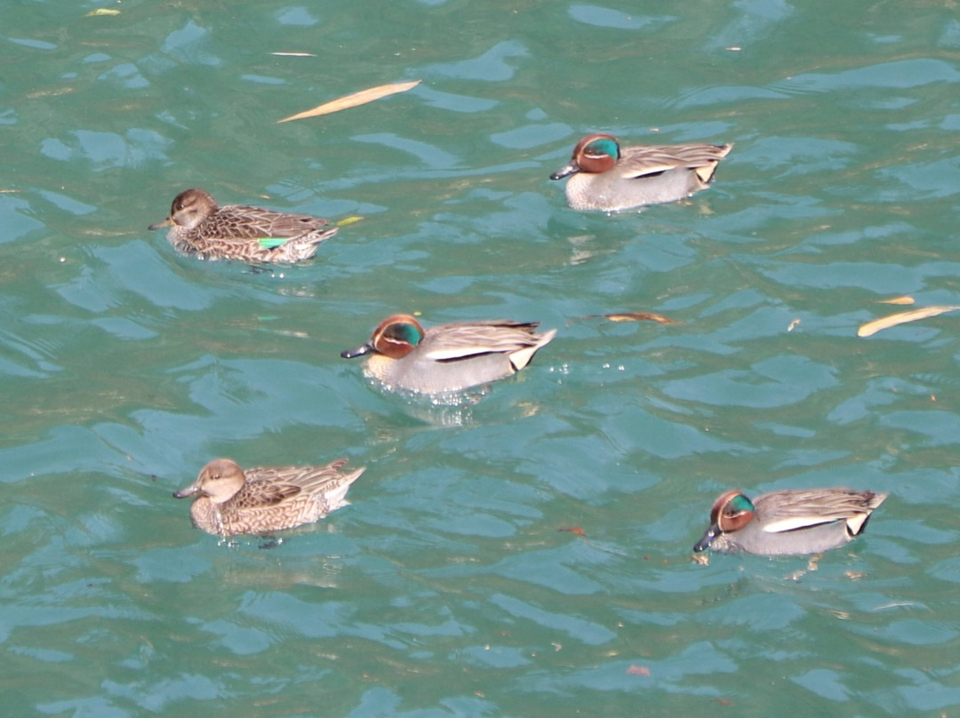 Himalaya Birding Guide景点图片