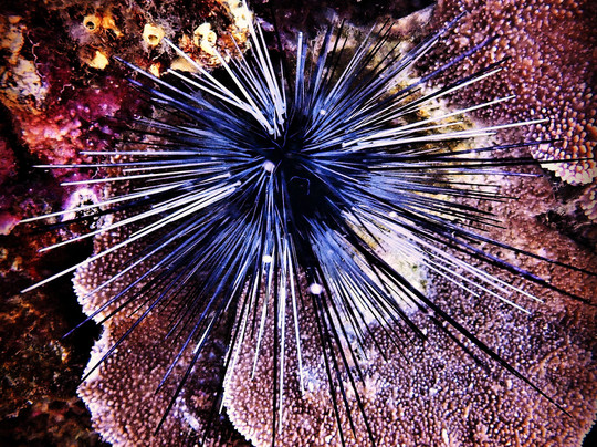 Destination Diving And Snorkel Maui-拉海纳必去景点