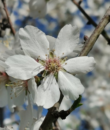 Ermita del Cerrillo-Galapagar必去景点