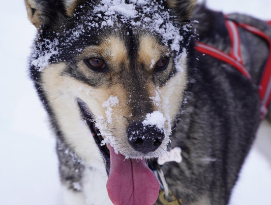 哈士奇雪橇之旅-基律纳必去景点