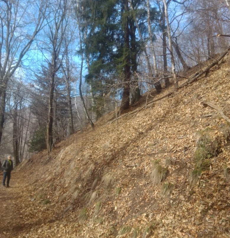 Parco Alpe del Viceré景点图片