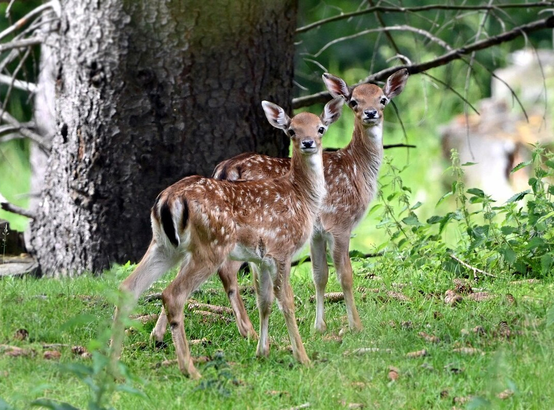 Waldpark Hochreiter-Breitenau必去景点