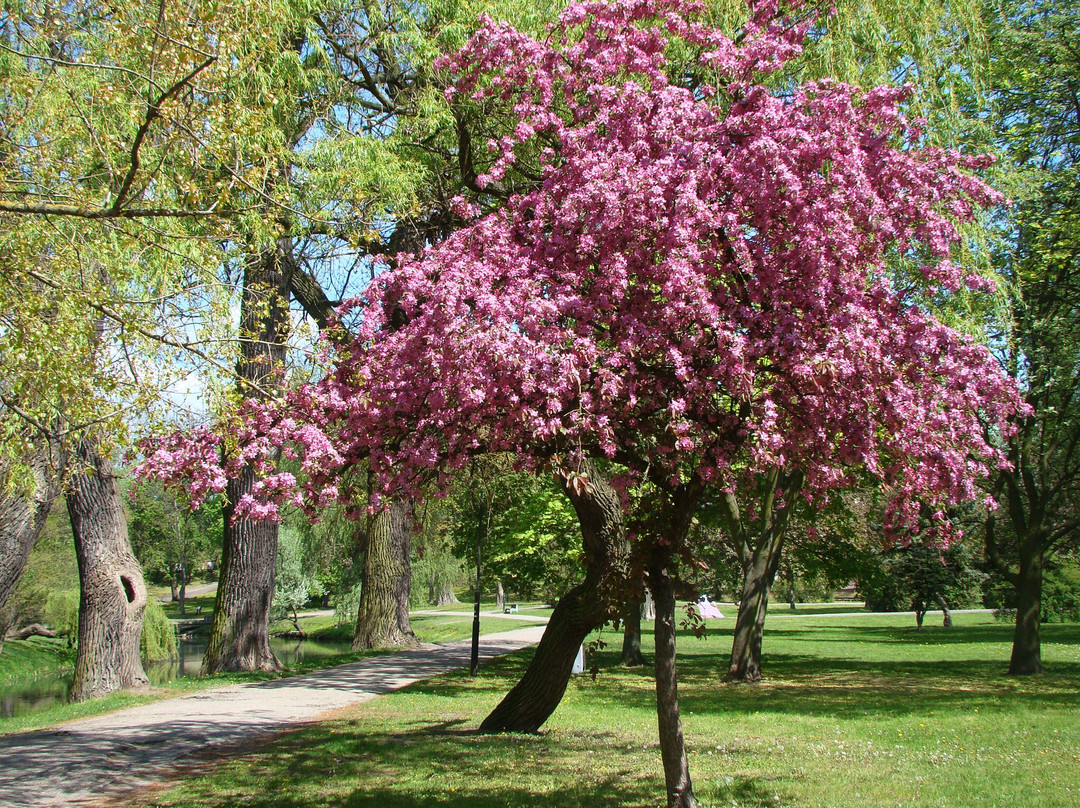 Park Im. H. Sienkiewicza景点图片