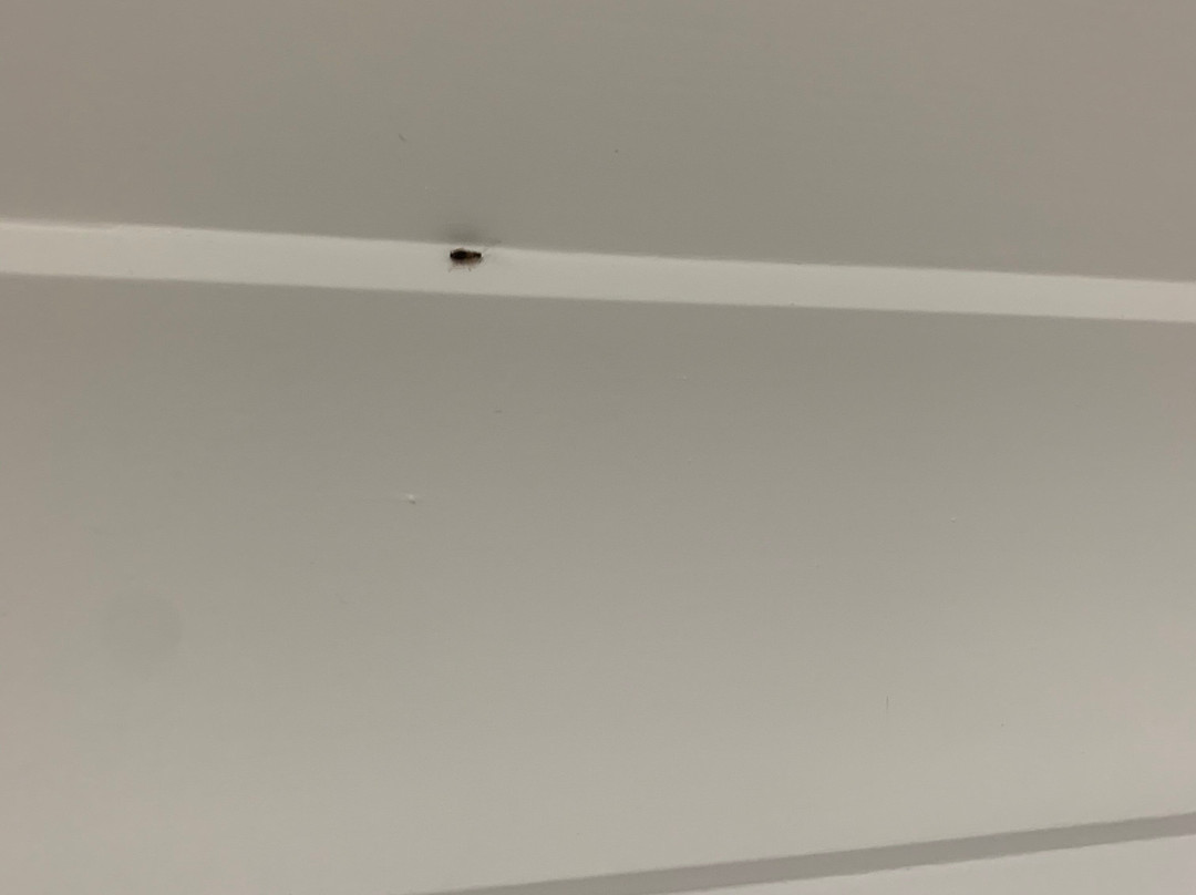 Blue Pelican Motel主图