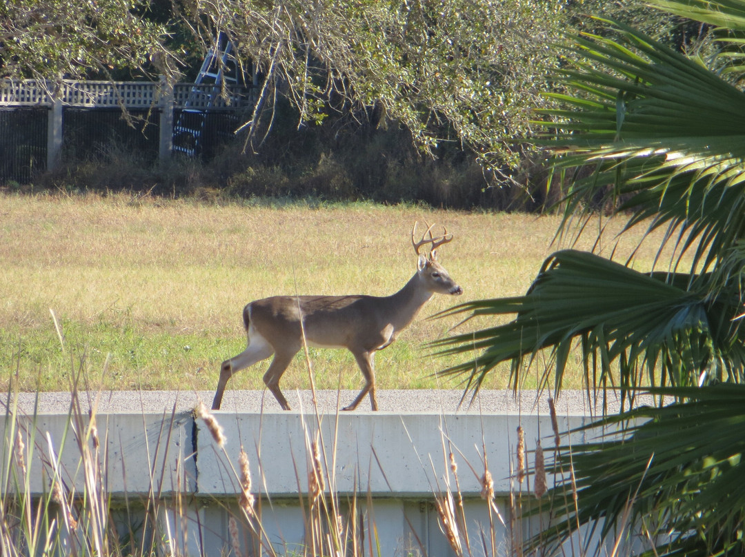 Tule Creek Hike & Bike Trail-罗克波特必去景点