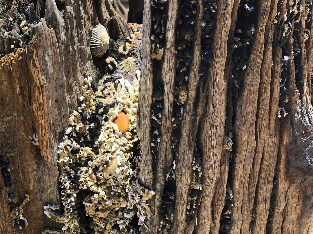 Jetty Pylons-Port Willunga必去景点
