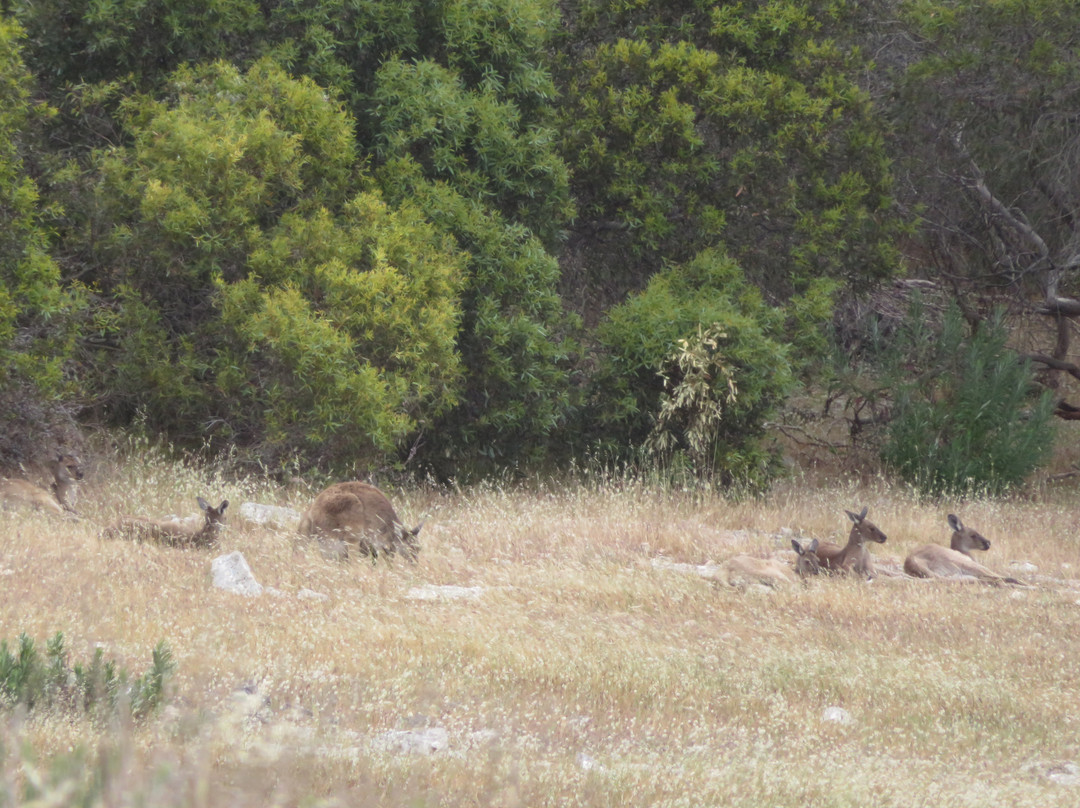Mikkira Station Koala Sanctuary-Port Lincoln必去景点