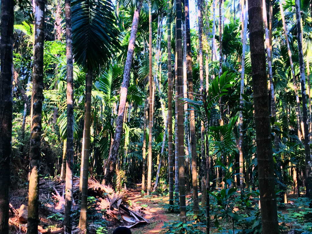 Areca Plantation Walk景点图片