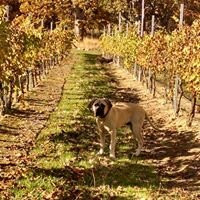 Valley View Winery-Jacksonville必去景点