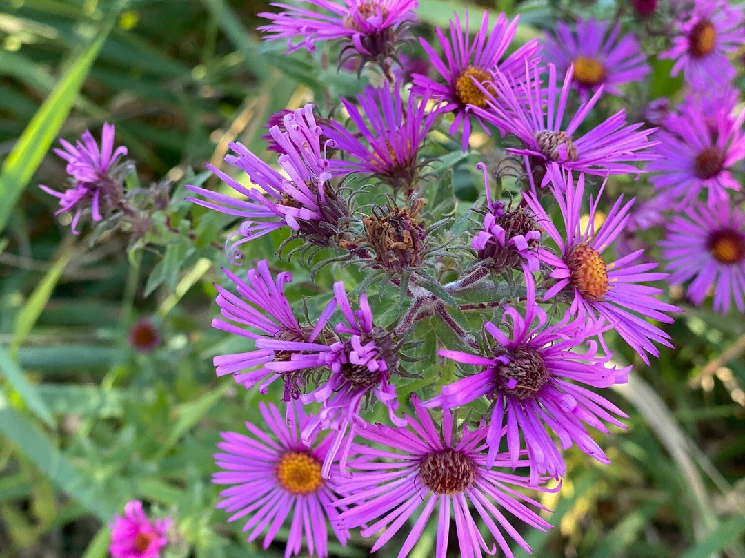 Chippewa River Trail-欧克雷尔必去景点