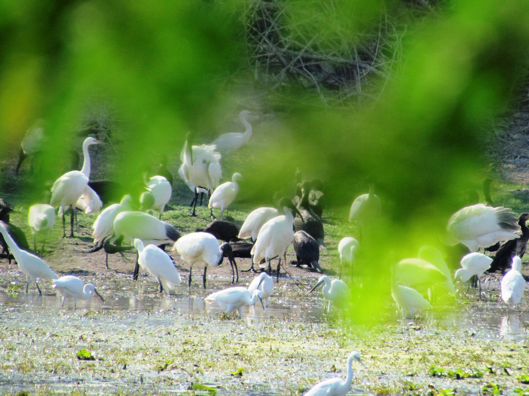 Udayamarthandapuram Bird Sanctuary景点图片