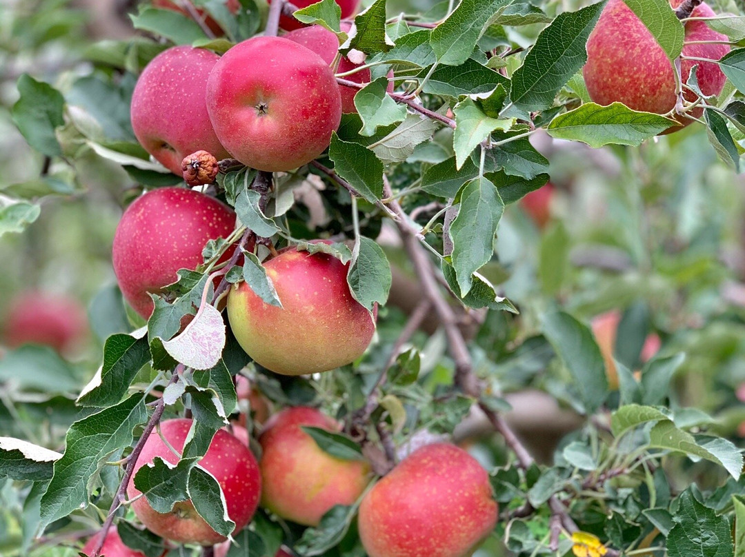 County Line Orchard景点图片