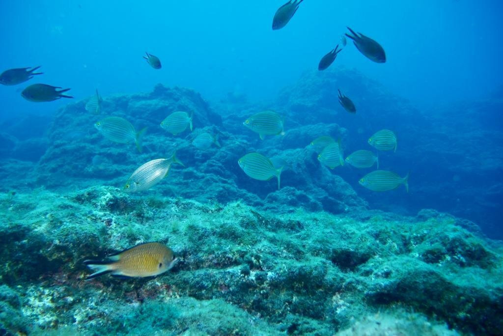 Haliotis Dive Centre Santa Maria-波尔图镇必去景点