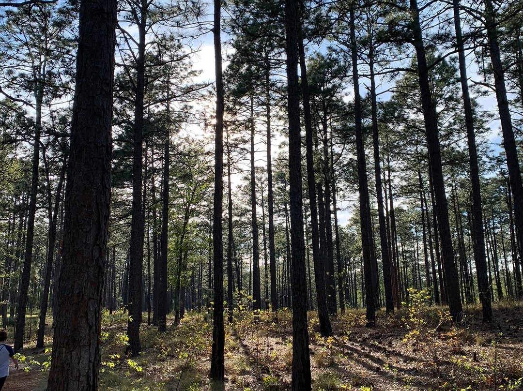 Weymouth Woods Sandhills Nature Preserve景点图片