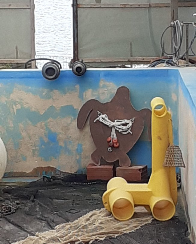 Centro Recupero Tartarughe Marine景点图片