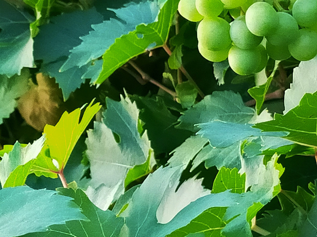 Château Pellisson主图