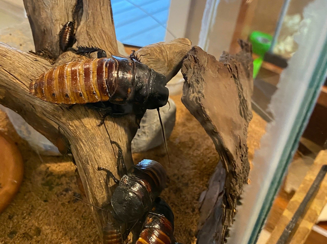 Gulf State Park Nature Center-橙色海湾必去景点