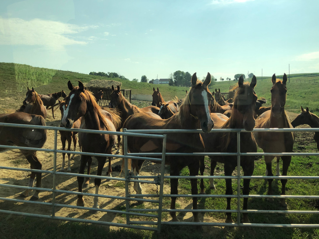 Troyer's Amish Tours Llc景点图片