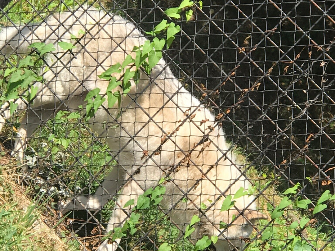 Sibiu Zoological Garden景点图片