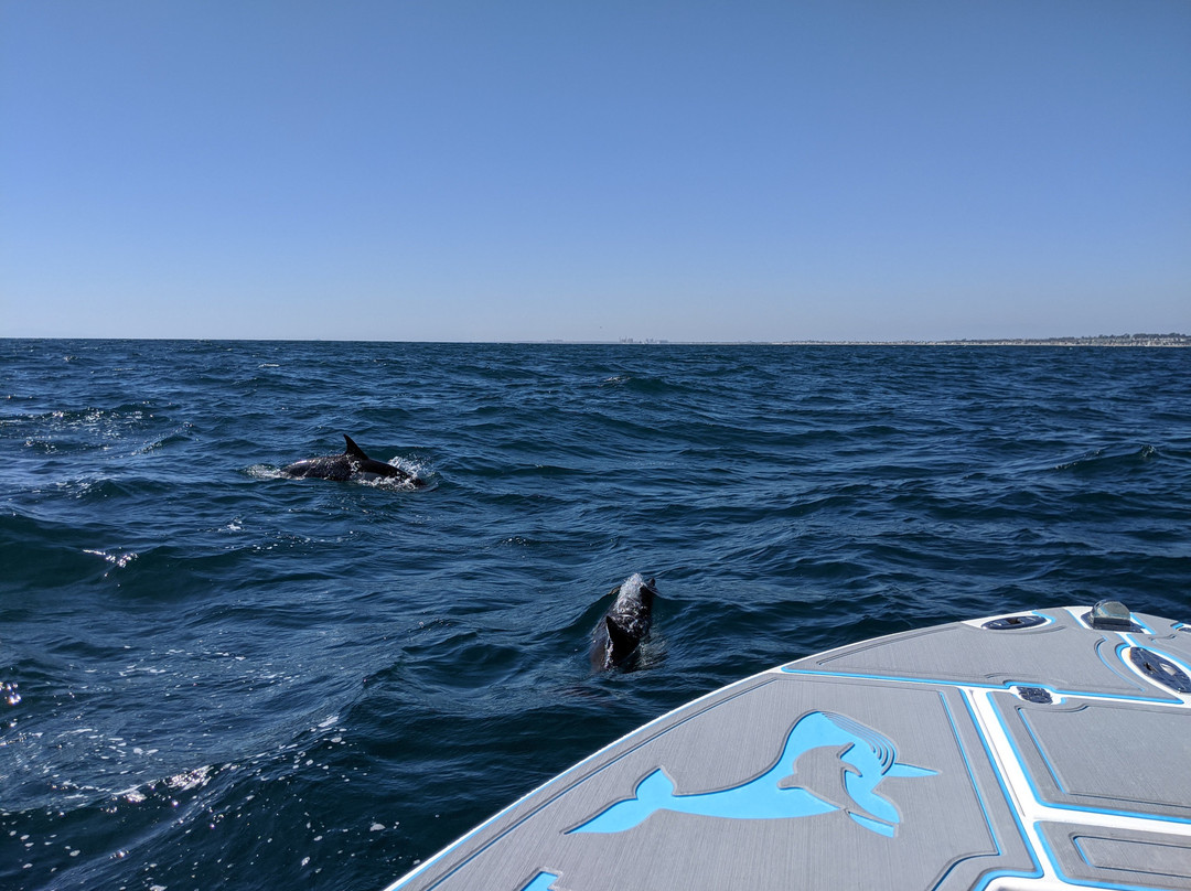 East Meets West Whale Watching-纽波特海滩必去景点