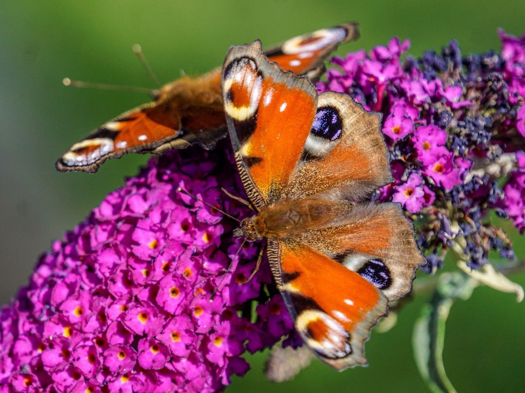 Lunkaberg Bed & Breakfast主图