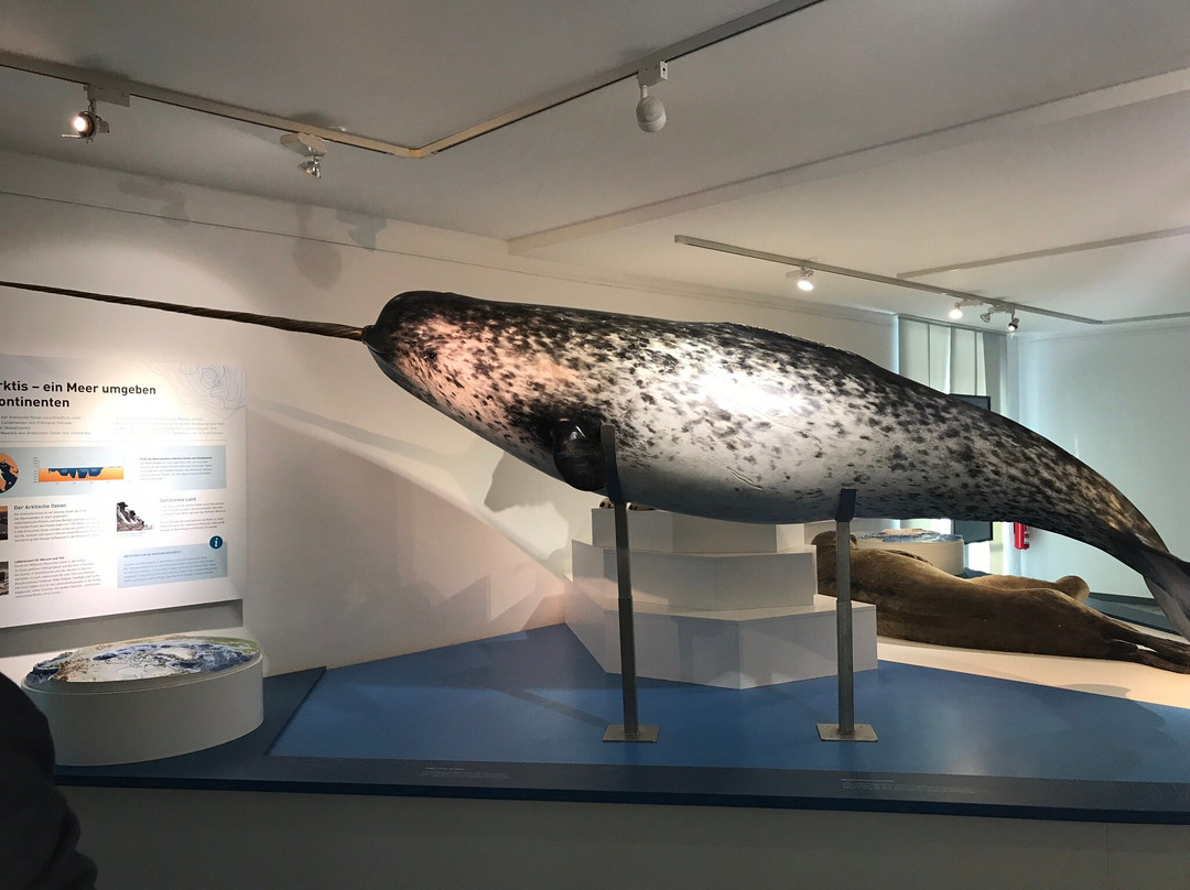Meeresmuseum-施特拉尔松德必去景点