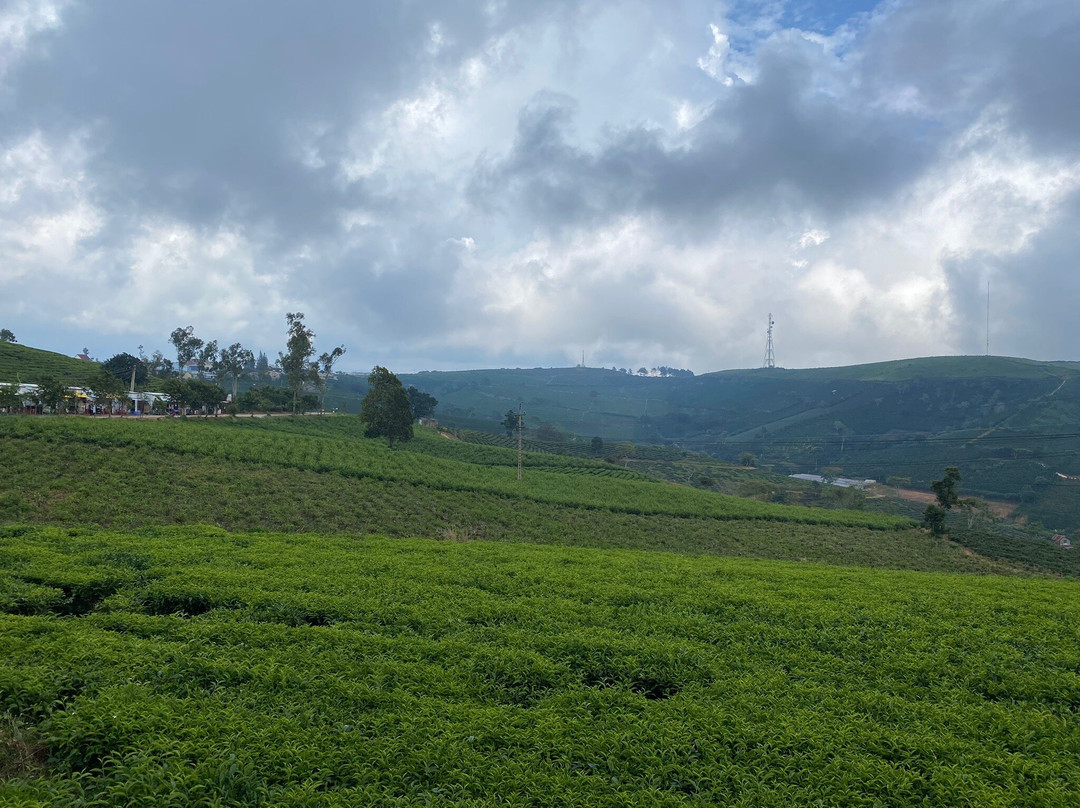 Cau Dat Tea Hill景点图片
