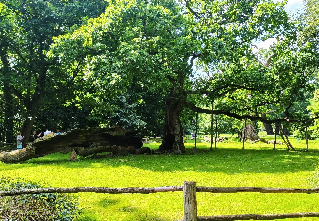 Rogalin Landscape Park景点图片