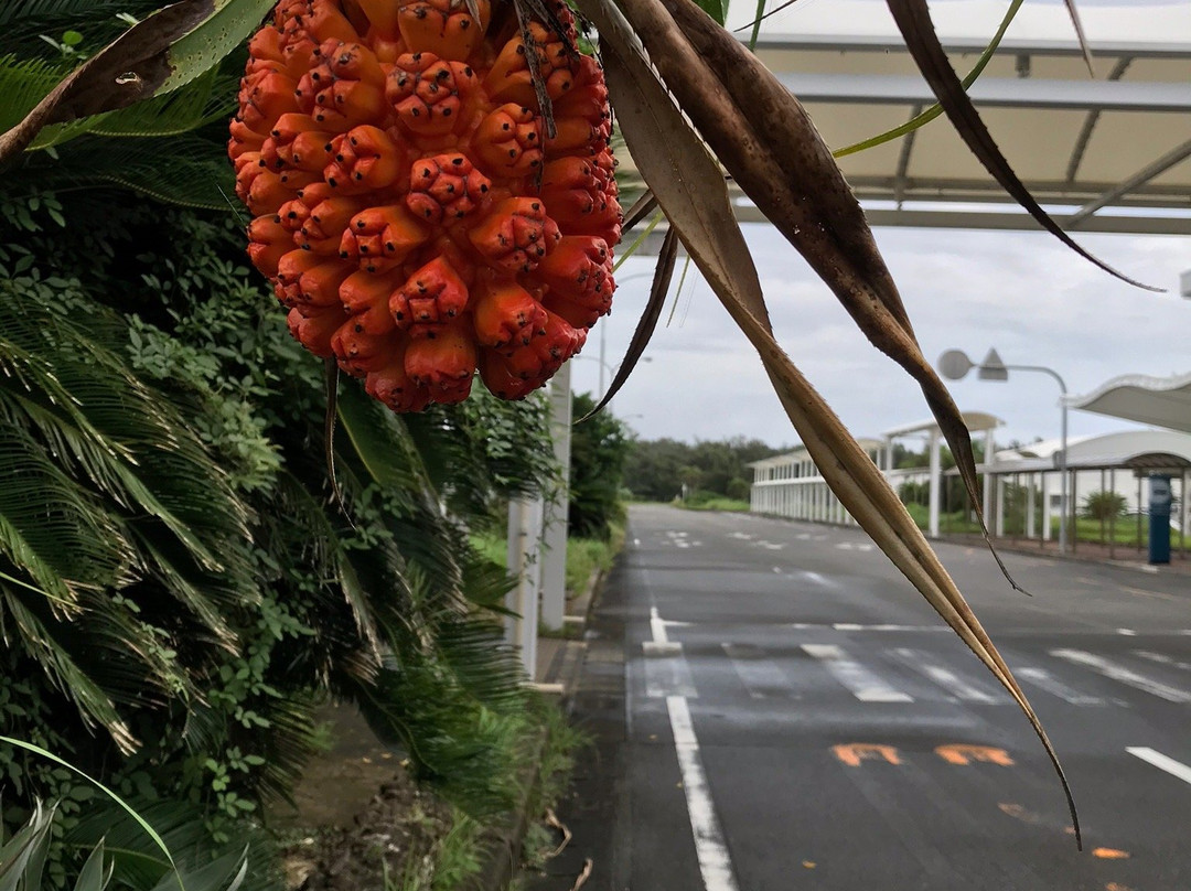 Amami Airport General Information Center-奄美市必去景点