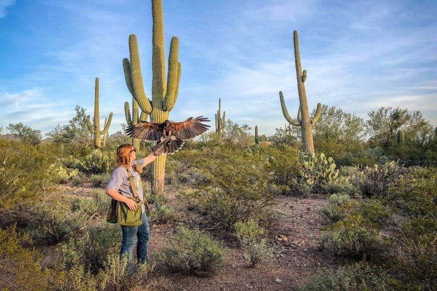 Sky Island Falconry Experience-图森必去景点