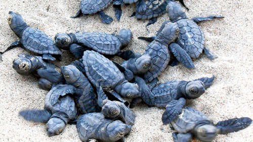 Sealife Experience Turtle Watching-圣塔玛丽亚必去景点