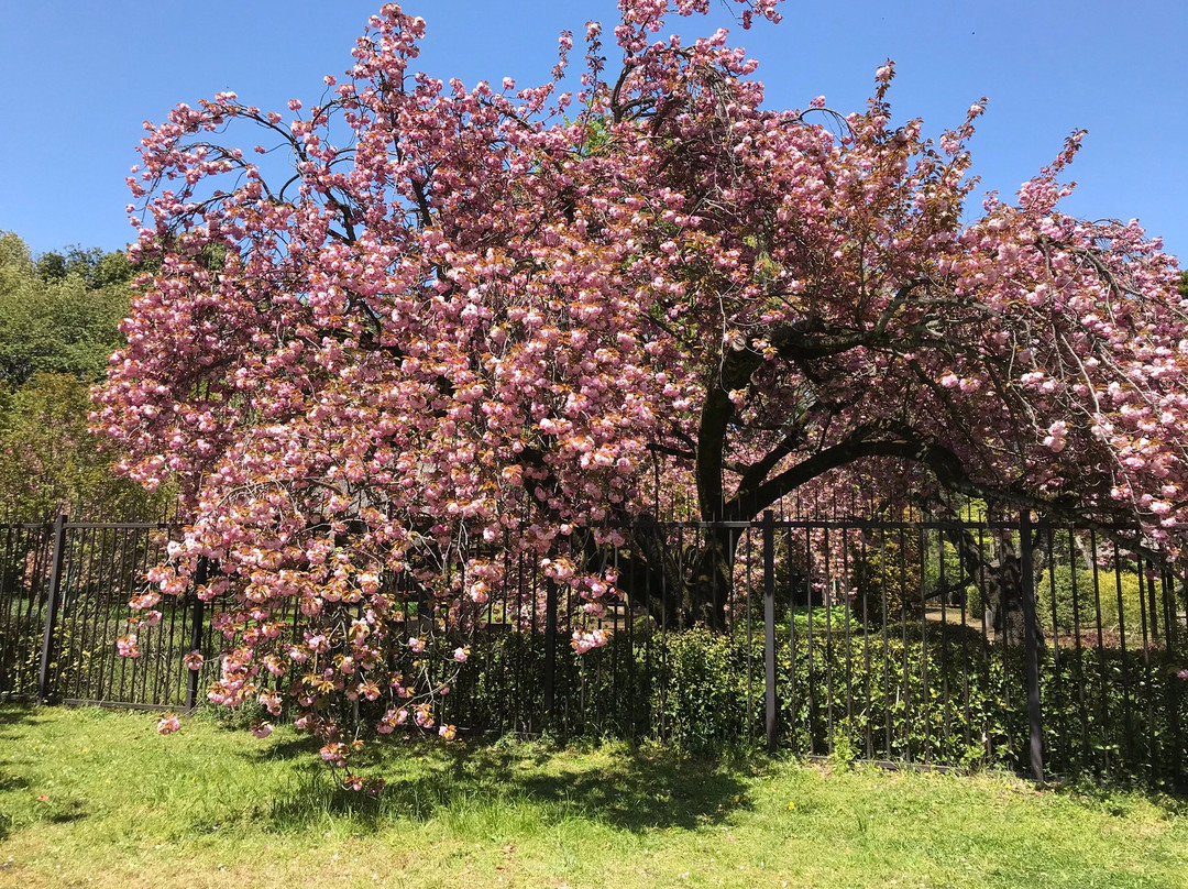 Tokyo Metropolitan Koganei Park-小金井市必去景点